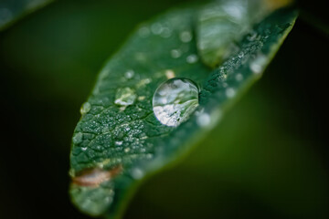 green leaf with water drops