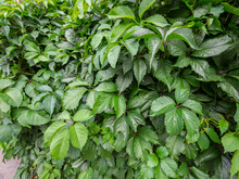 Green Virginia Creeper Leaves (Parthenocissus Tricuspidata) 