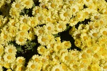 Closeup Shot Of A Garden With Yellow Wildflowers In Korea