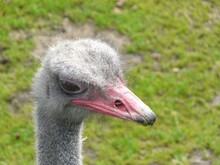 Closeup Of The Head Of An Ostrich In A Field Under The Sunlight With A Blurry Background