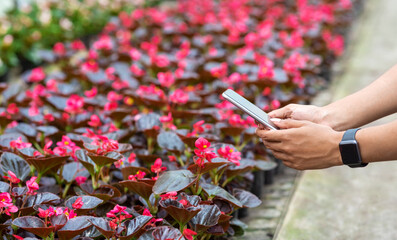 Wall Mural - Plantation of blooming red flowers in greenhouse. Girl with smart watch and smartphone make photo of begonias