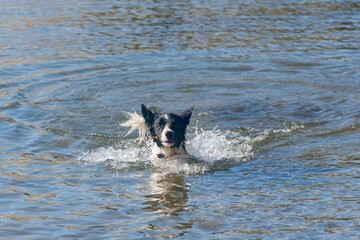 Poster - Sunny scenery of a Border Collie swimming in the lake