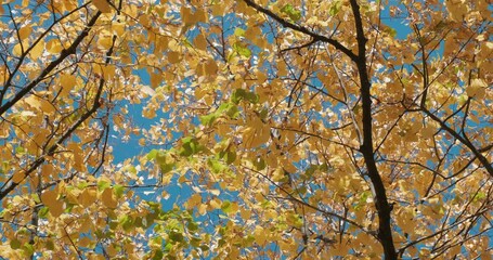 Wall Mural - Pattern of yellow autumn leaves on blue sky sway from light wind infall on sunny day. Bright autumn mood. Warm orange sun light