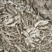 Fish Bones And Remains Left On A River Shore By Herons, Square Format Black And White Image With Platinum Toning