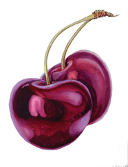 Watercolor Botanical illustration of two ripe maroon cherries with bright highlights isolated on a white background.