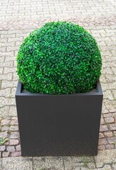 Wall Mural - Vertical picture of a plant in a black pot on the street