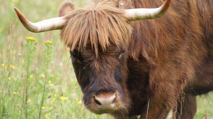 Highland cow with horns