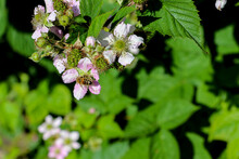 A Honey Bee Pollinates The Pink White Flowers Of A Blackberry Bush, Rubus Fruticosus, In Early Summer.  The Flowers Of The Bramble Are Surrounded By Green Buds And Unripen Green Blackberries.