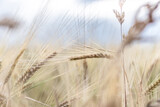 Fototapeta Dmuchawce - wheat ears on a countryside field under blue sky closeup