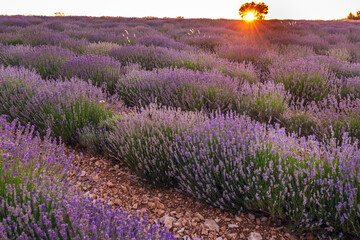 Lavender field