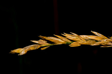 Grass seed head isolated on black