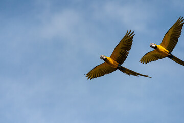 Guacamayas en Caracas 508