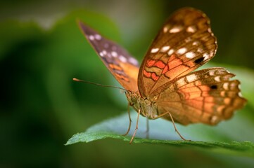 Poster - Selective focus of a Fritillary butterfly on a leaf under the sunlight with a blurry background