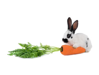 Wall Mural - Rabbit with a carrot isolated on a white background.