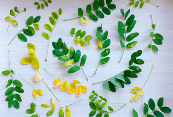 Wall Mural - Yellow and green leaves on white background. Acacia.