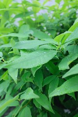 Poster - Vertical closeup of water drops on green leaves outdoors during daylight