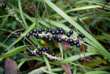 Wall Mural - Liriope muscari