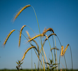 A closeup shot of wheat spikes under the blue sky