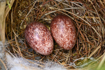 Two Eggs in a nest of  yellow-vented bulbul (Pycnonotus goiavier), or eastern yellow-vented is a kind of bird at Thailand