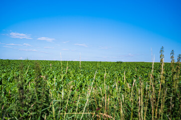 A closeup shot of the green plants in the large landscape under the blue sky