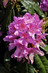 Wall Mural - Closeup shot of beautiful Rhododendron flowers blooming in the park