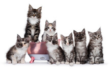 Group Of Seven Maine Coon Cat Kittens In Different Colors And Patterns, Sitting In And Beside A Pink Plastic Doll Bath. All Looking Towards Camera. Isolated On White Background.