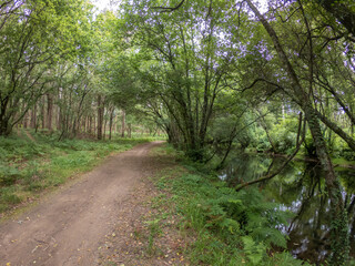 Wall Mural - Path next to calm river in nature. Green walking trail in Alvaraes Forest next to Neiva River in Alvaraes Parish Council, Viana do Castelo, Portugal, Europe.