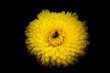 żółty kwiat na czarnym tle 