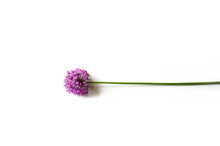 Purple Thistle Flower