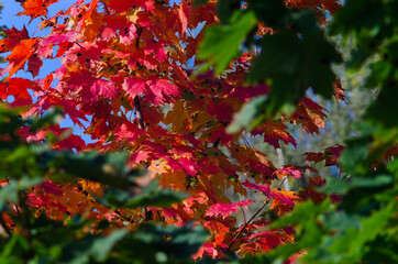 Wall Mural - Autumn leaves in the trees