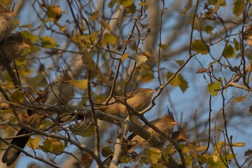 Canvas Print - Some brown sparrows with high combs sitting on the benches of dry trees