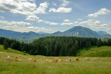 Wall Mural - cows on a mountain meadow in the austrian national park kalkalpen