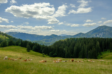 Wall Mural - cows on a mountain meadow in the austrian national park kalkalpen