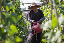 Middle Aged Asian Man In Traditional Oriental Straw Hat Looking At Camera Using Watering Pot While Pouring Green Plants Growing In Garden In Taiwan