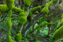 Picturesque Landscape Of Forest With Curved Tree Trunks Covered With Green Moss