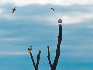 Seagulls perched on a dead tree against a cloudy sky view