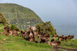 © Pere Soler/ADDICTIVE STOCK - Group of gelada monkeys sitting on meadow slope covered with green grass in Ethiopia, Africa