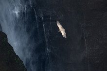 From Above Of Spectacular Scenery Of Wild Vulture Soaring Over Rocky Cliff And Waterfall