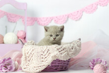 Cute Kitten Plays With Balls Of Wool. Balls Of White And Pink Yarn. Light Background. British Shorthair Lilac Cat