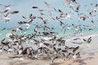© Si And Si/ADDICTIVE STOCK - Noisy flying seagulls in flock above transparent water of ocean coast in Mexico