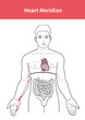 heart meridian illustration