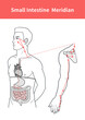 small intestine meridian illustration