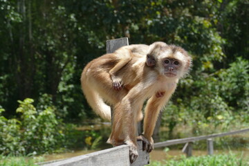 Wall Mural - White-fronted capuchin (Cebus albifrons) monkey of the subfamily Cebinae. This wild animal with a little baby on his back was seen in the rainforest near Manaus, Amazonas, Brazil