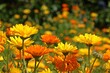 canvas print picture - Blumenbeet mit Ringelblumen