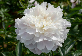 Wall Mural - single white peony flower in garden