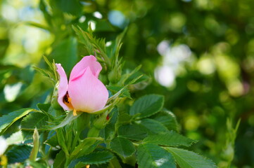 Wall Mural - Blooming wild rose hips. Flower landscape.