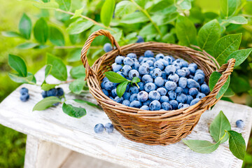 Wall Mural - Blueberry. Fresh berries with leaves in basket in a garden. Harvesting blueberry