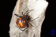 close-up/macro of an european black widow female Latrodectus tredecimguttatus in her net.