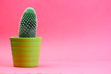 Pretty Green Spiky Cactus In Green Pot Against A Red Background