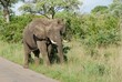Słoń jedzący trawę niedaleko drogi w Parku Narodowym Krugera w RPA w Afryce